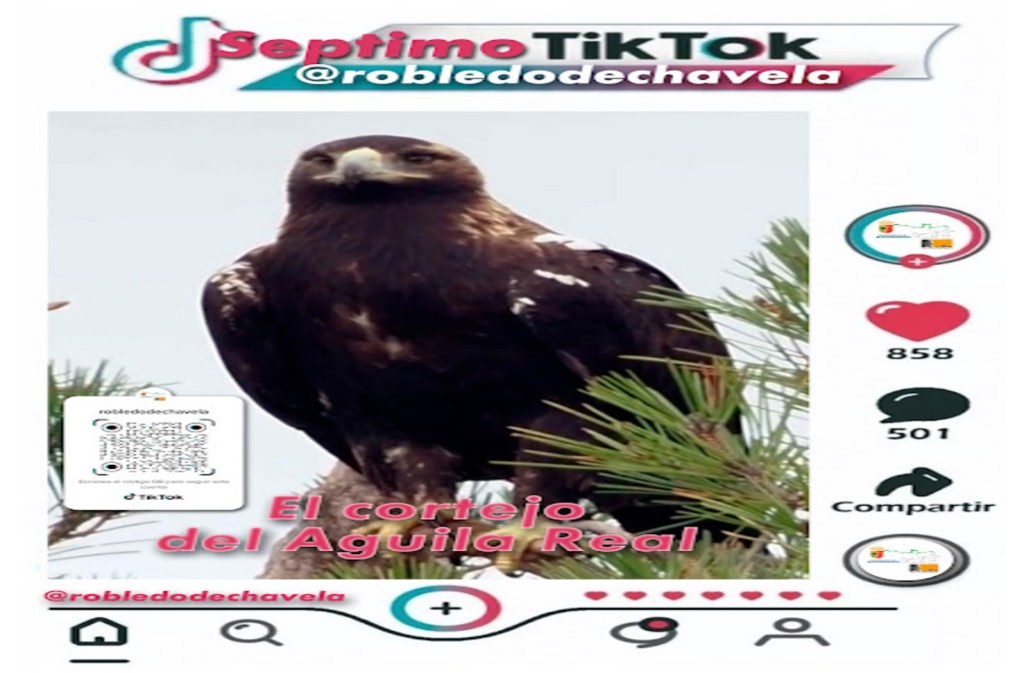7º Robledo de Chavela en TIK TOK: El cortejo del Águila&nbsp;Imperial