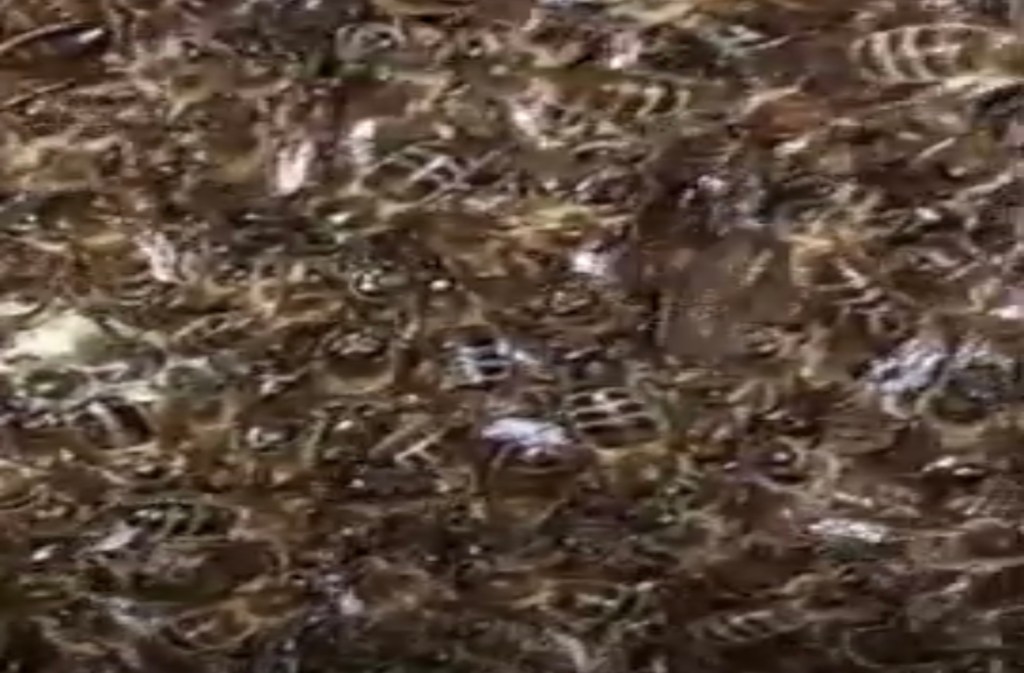 TikTok (8): Un enjambre de 40.000 abejas rescatadas de una de las antenas de NASA en Robledo de&nbsp;Chavela