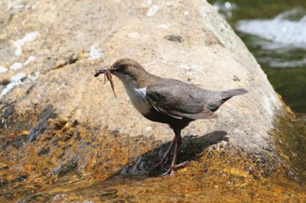 Pongamos Robledo en valor (6): El mirlo acuático. Una joya en el Río&nbsp;Cofio