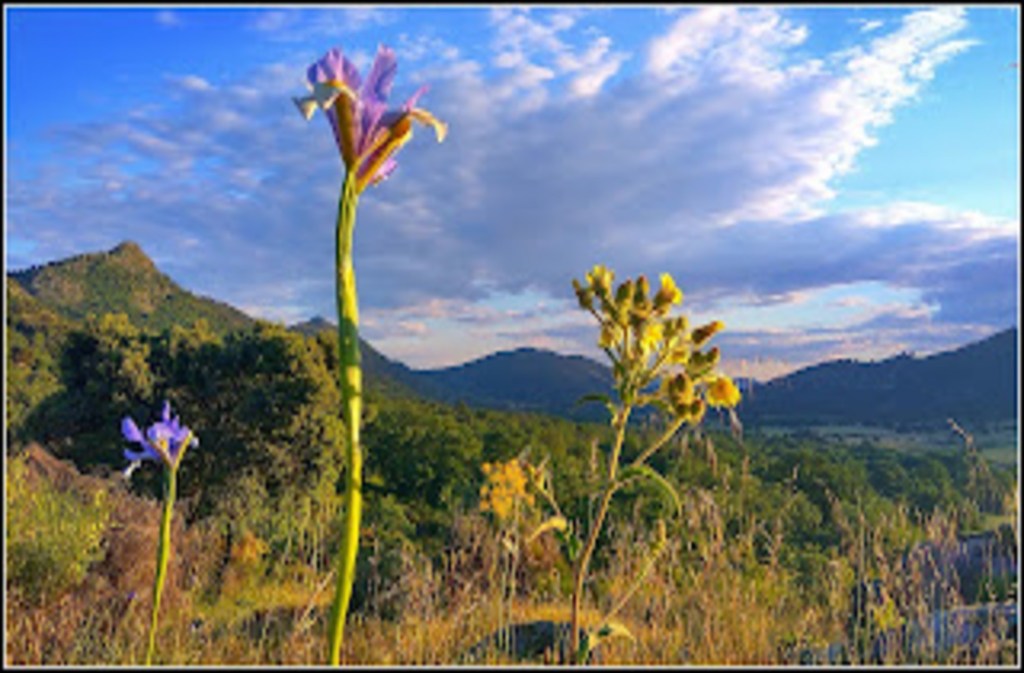 PHotoRobledo: Exposición I Concurso fotográfico «La primavera en Robledo de&nbsp;Chavela»