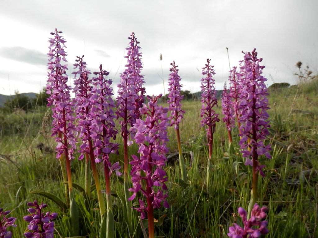 Las orquídeas de Robledo de Chavela. Robledo en valor&nbsp;(71)